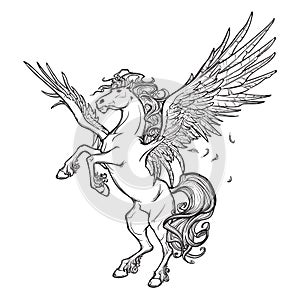 Pegasus supernatural beast. Sketch on white background