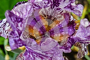 Peggy Anne Bearded Iris Flower