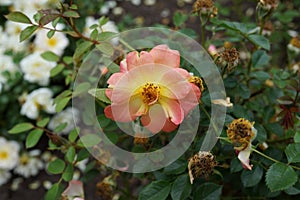 The Peggy Rockefeller Rose Garden 99
