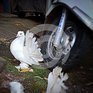 pegion dove whitedove bird purity