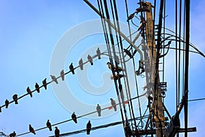 Pegion on the telephoneline