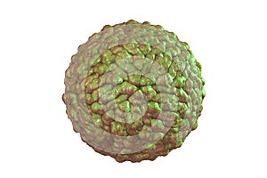 Pegivirus, or Hepatitis G virus