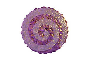Pegivirus, or Hepatitis G virus