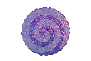 Pegivirus, or Hepatitis G virus