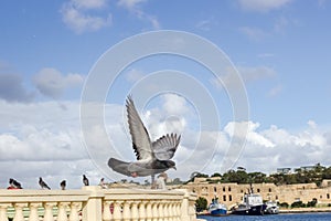 Peguin in front of Manoel island near Valletta capital city of Malta island in mediterranean sea photo