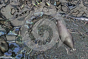 A peguin swimming