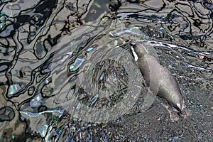 A peguin swimming photo