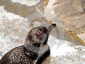 Peguin on a zoologic park