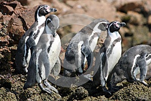 Peguins in Paracus Peru