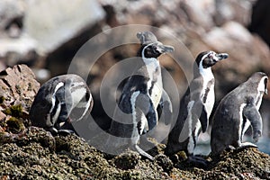 Peguins in Paracus Peru