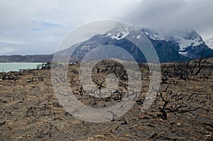 Pehoe lake, Cordillera Paine and burned area in the Torres del Paine National Park by the great fire in 2011-2012.