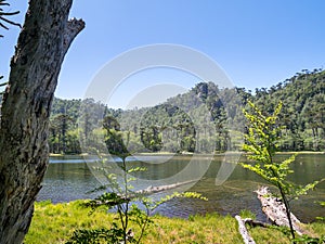 Pehuen trees near Pucon photo