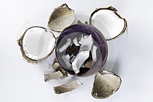 Peices of coconut in bowl ready to eat