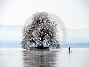 The Peilz Island with a large plane tree ÃŽle de Peilz or Guano island in Lake Geneva lac de GenÃ¨ve, lac LÃ©man or Genfersee