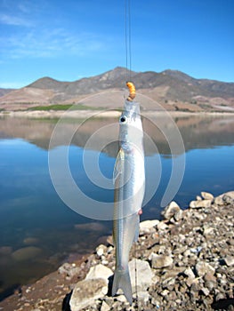 Pejerrey fishing in La Paloma Dam