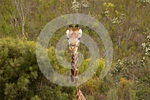 Pekaboo giraffe: super cute and funny female baby girafee, peeking thorugh the african bush photo