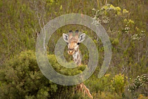 Pekaboo giraffe: super cute and funny female baby girafee, peeking thorugh the african bush photo