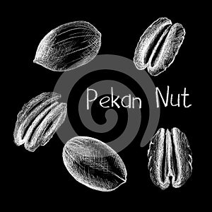 Pekan nut by white chalk on black background. Pekan nut clean and in shell hand-drawn illustration photo
