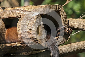 Pekan sleeping in a tree trunk photo