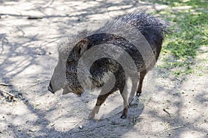 Pekari Wagneruv - Catagonus wagneri stands on lawns with open mouth