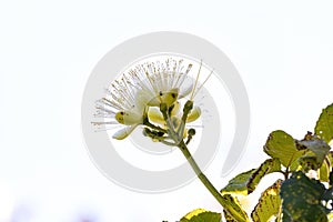 Pekea Nut Flower