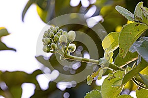 Pekea Nut Flower