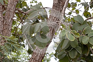 Pekea Nut Tree Leaves