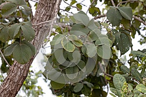 Pekea Nut Tree Leaves