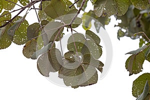 Pekea Nut Tree Leaves