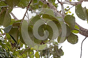 Pekea Nut Tree Leaves