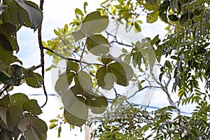 Pekea Nut Tree Leaves