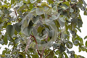 Pekea Nut Tree Leaves