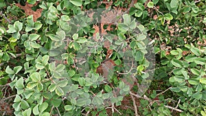 Pekea Nut Tree Leaves