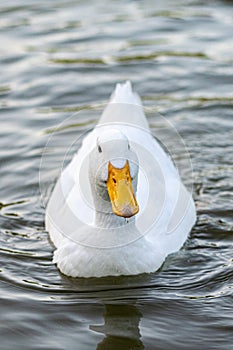 Pekin Aylesbury and mallard ducks on a lake