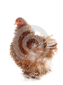 Pekin bantam