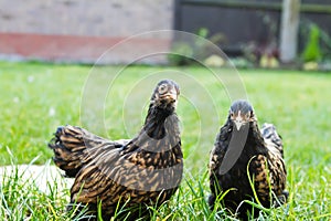 Pekin Bantams