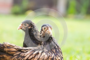 Pekin Bantams