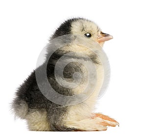 The Pekin is a breed of bantam chicken, 2 days old