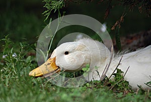 Pekin Duck photo