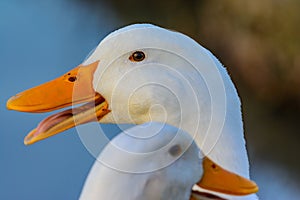 Pekin Duck catch light refection of sunset in eye