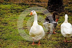 Pekin duck in the park