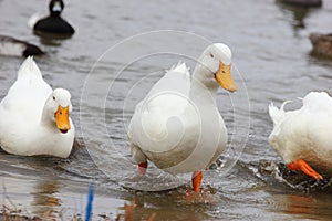 Pekin Ducks photo