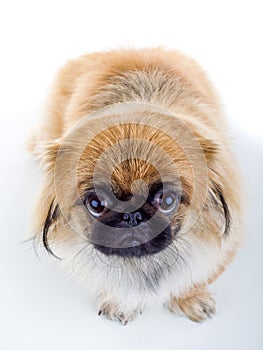 Pekinese dog