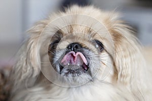 Pekinese dog close up