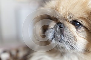 Pekinese dog close up