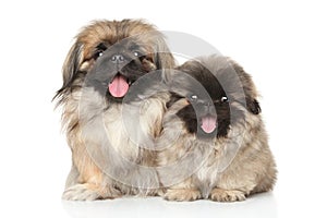 Pekinese dog with puppy