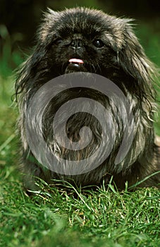 Pekinese Dog standing on Grass