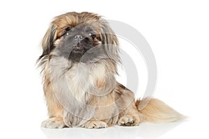 Pekinese dog