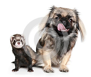 Pekinese and ferret photo