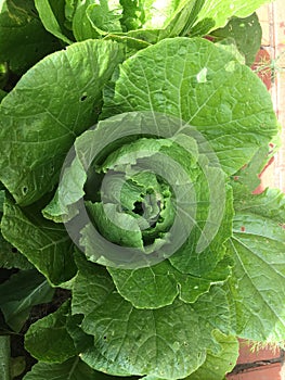 Peking cabbage grows in the garden